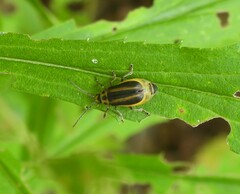 Trirhabda canadensis