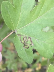Stigmella aceris