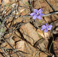 Moraea polyanthos