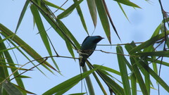 Dacnis cayana