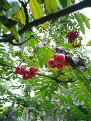 Sorbus aucuparia