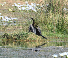 Anhinga rufa