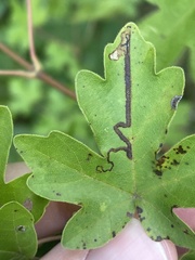 Stigmella aceris