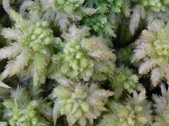 Sphagnum palustre