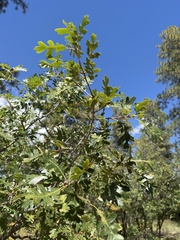 Quercus gambelii