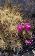 Echinocereus stramineus