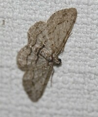 Didymoctenia exsuperata