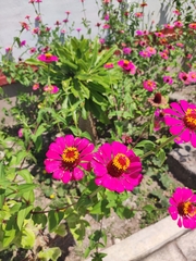 Zinnia elegans