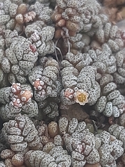 Crassula corallina