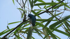 Dacnis cayana