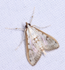 Palpita