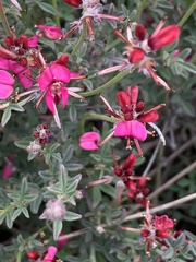 Indigofera complicata