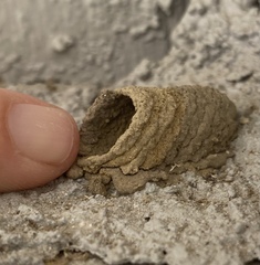 Sceliphron caementarium