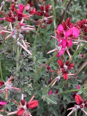 Indigofera complicata