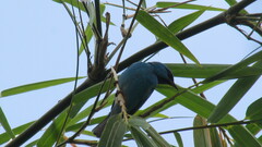Dacnis cayana