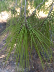 Pinus halepensis