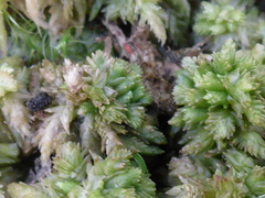 Sphagnum palustre