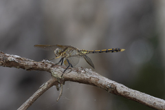 Orthetrum caledonicum