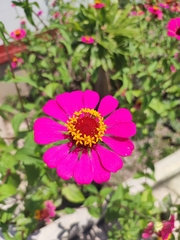 Zinnia elegans