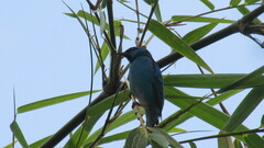 Dacnis cayana