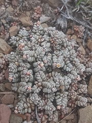 Crassula corallina