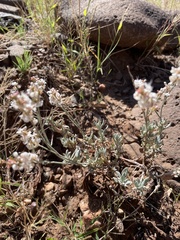 Eriogonum wrightii