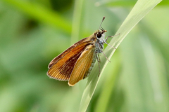 Ancyloxypha numitor