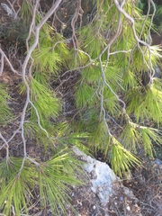 Pinus halepensis