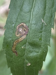 Liriomyza eupatorii