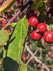 Aronia arbutifolia