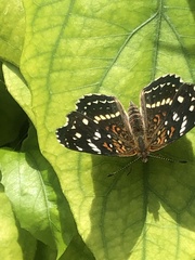 Anthanassa texana texana