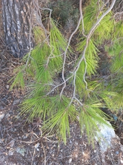 Pinus halepensis
