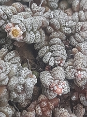 Crassula corallina