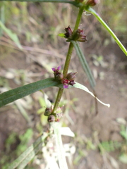 Ammannia coccinea