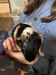 Cavia porcellus