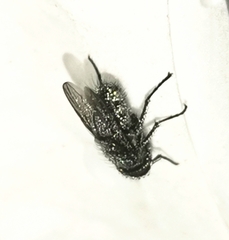 Oestroidea
