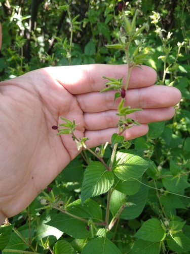 Cuphea paucipetala (Cuphea paucipetala)