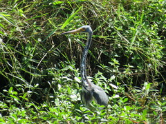 Egretta tricolor
