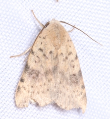 Micrathetis