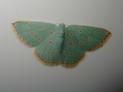 Comostolopsis stillata