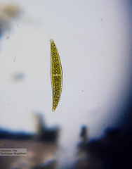 Closterium moniliferum