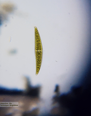 Closterium moniliferum