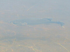 Micropterus floridanus