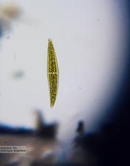 Closterium moniliferum