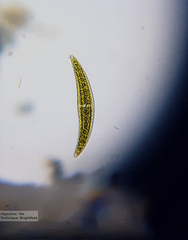Closterium moniliferum