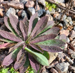 Pilosella officinarum