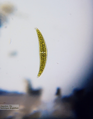 Closterium moniliferum