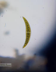 Closterium moniliferum