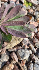 Pilosella officinarum