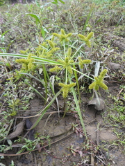 Cyperus erythrorhizos